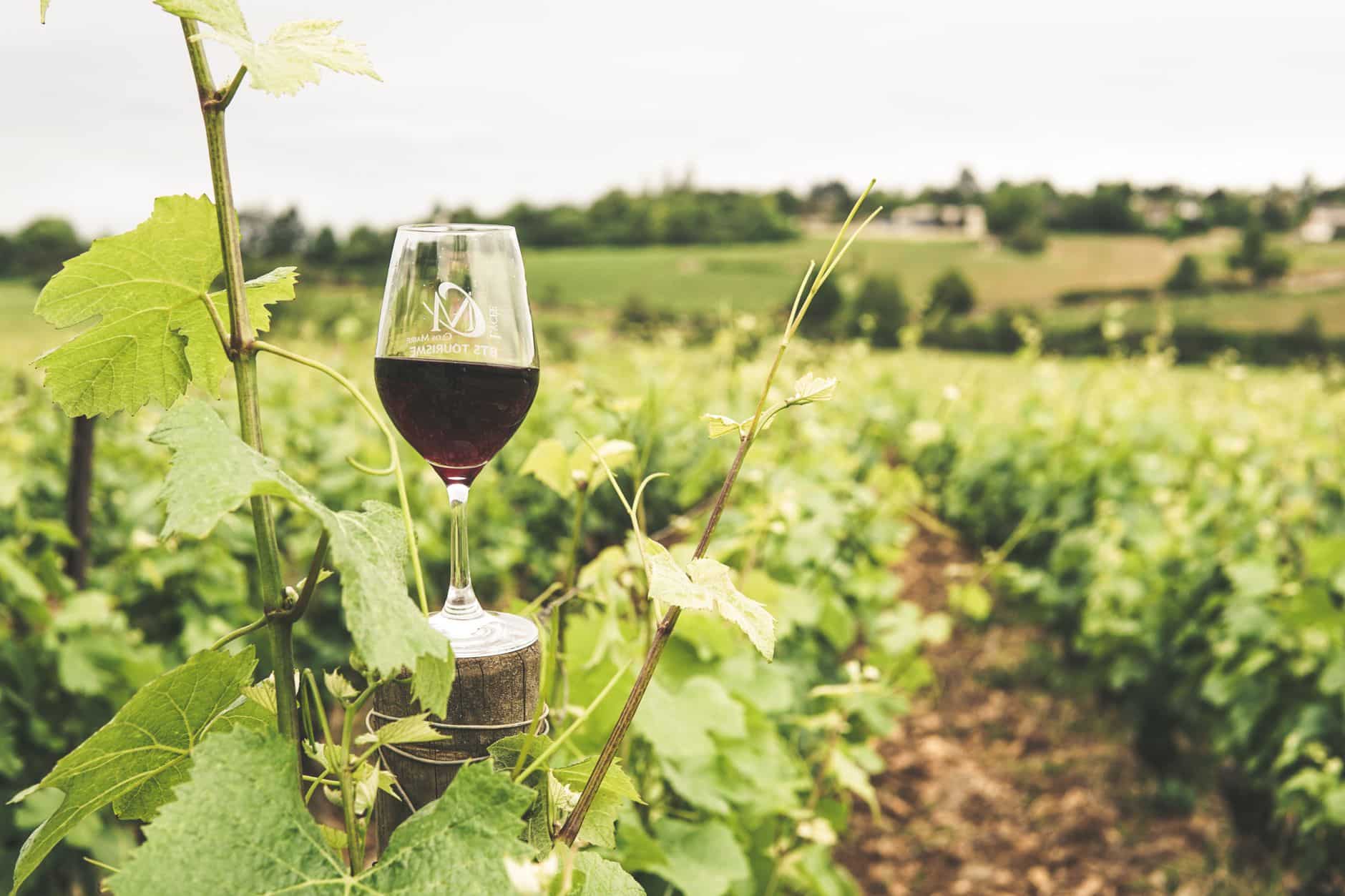 L’héritage viticole du domaine, encore présent aujourd’hui