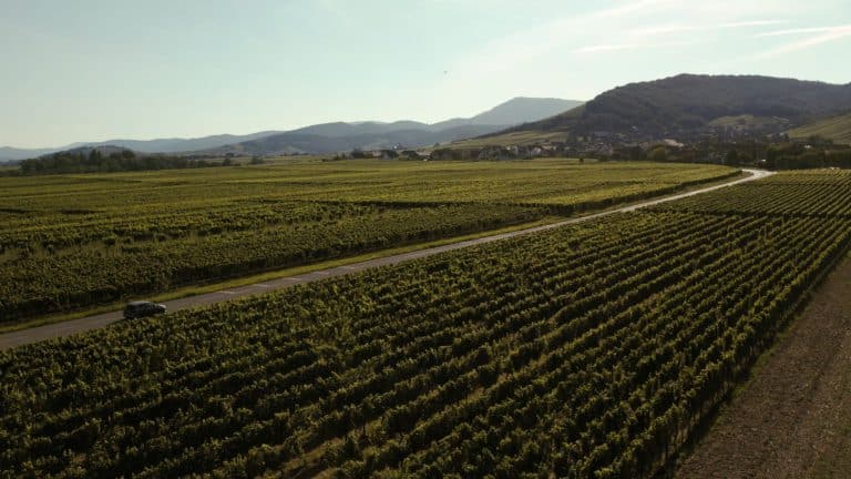 Sur les traces d’une ancienne propriété viticole : le vignoble autour de Cavanac